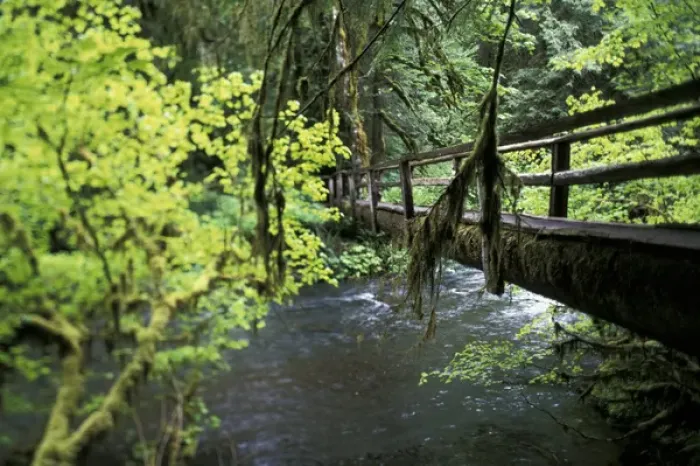 Framed Print : USA, Washington, Olympic NP Sol Duc Creek in old growth rainforest