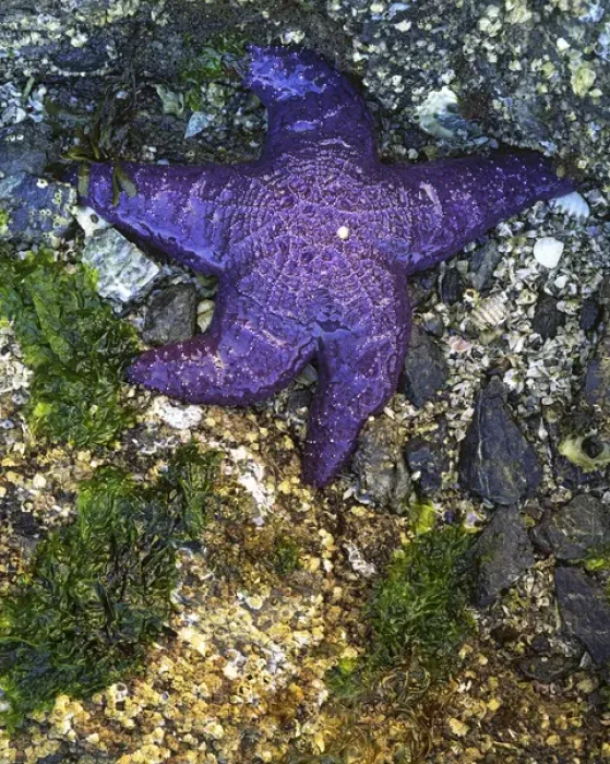 Framed Print : USA, Washington, Orcas Island, Purple Star, Starfish Framed Print : USA, Washington, Orcas Island, Purple Star, Starfish