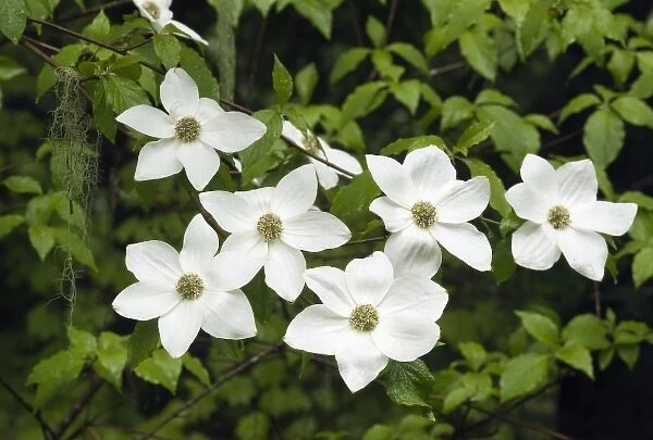 USA, Washington, Pacific Dogwood, (Cornus nuttalli), Flowers, Gifford Pinchot National Forest, May