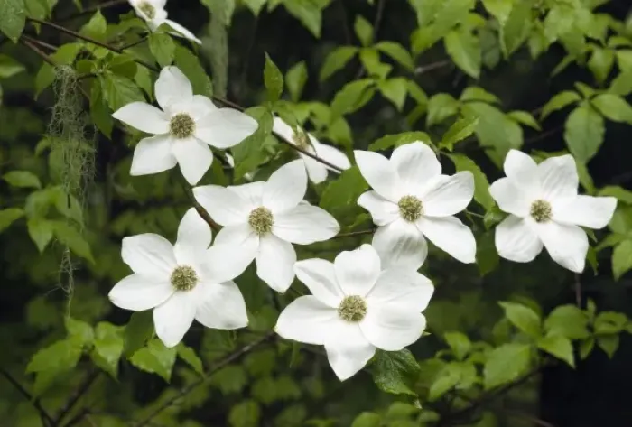 Framed Print : USA, Washington, Pacific Dogwood, (Cornus nuttalli), Flowers, Gifford Pinchot National Forest, May Framed Print : USA, Washington, Pacific Dogwood, (Cornus nuttalli), Flowers, Gifford Pinchot National Forest, May