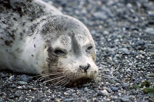 USA, Washington. A Pacific Harbor Seal pup rests ashore on a Seattle beach waiting