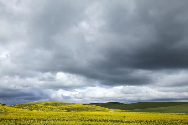 USA, Washington, Palouse. Blooming canola field on a stormy day