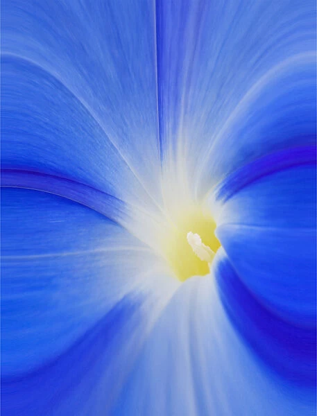 USA, Washington, Palouse. Close-up of a morning glory flower