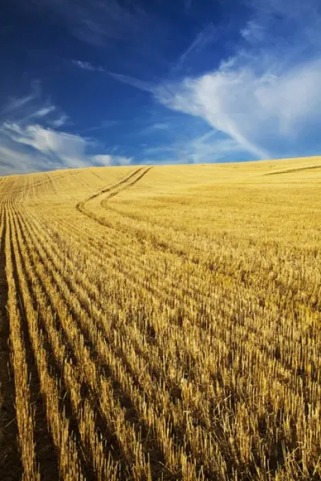 Framed Print : USA, Washington, Palouse Country, Fields of Golden Harvest Wheat Framed Print : USA, Washington, Palouse Country, Fields of Golden Harvest Wheat