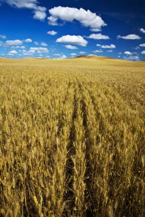 Framed Print : USA, Washington, Palouse Country, Fields of Golden Harvest Wheat