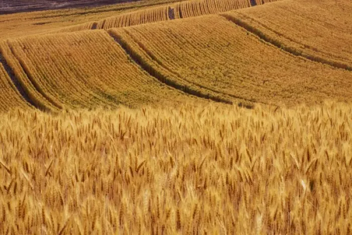 Framed Print : USA, Washington, Palouse Country, Fields of Golden Harvest Wheat