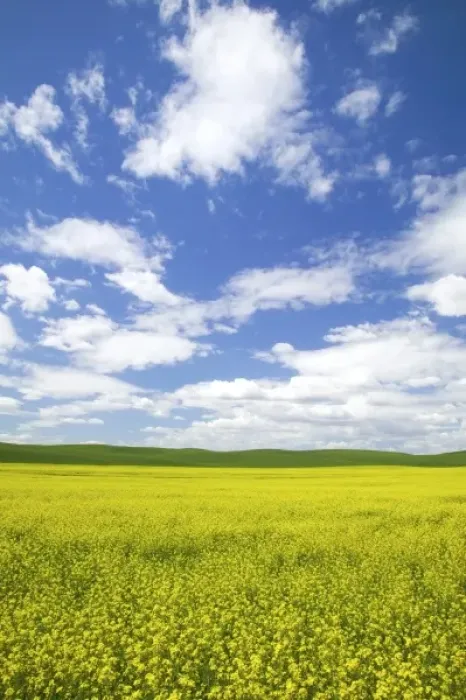 Framed Print : USA, Washington, Palouse Country, Blooming Canola and Wheat Fields Framed Print : USA, Washington, Palouse Country, Blooming Canola and Wheat Fields
