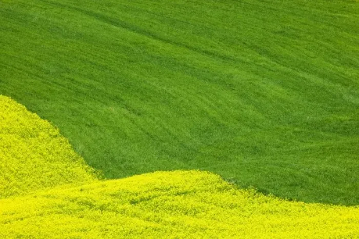 Framed Print : USA, Washington, Palouse Country, Tracks leading through Blooming Canola and Wheat Fields
