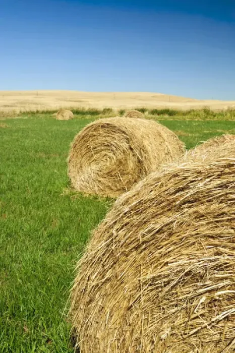 Framed Print : USA, Washington, The Palouse. Hay bales on a Palouse field Framed Print : USA, Washington, The Palouse. Hay bales on a Palouse field