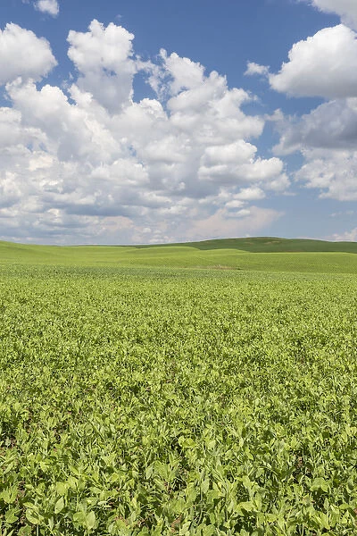USA, Washington, Palouse Hills. Field of spring peas