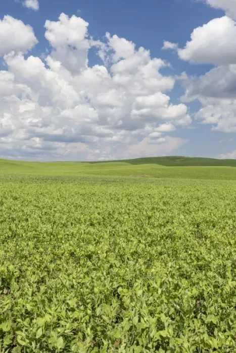 Framed Print : USA, Washington, Palouse Hills. Field of spring peas Framed Print : USA, Washington, Palouse Hills. Field of spring peas