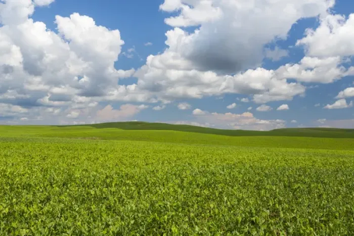 Framed Print : USA, Washington, Palouse Hills. Field of spring peas