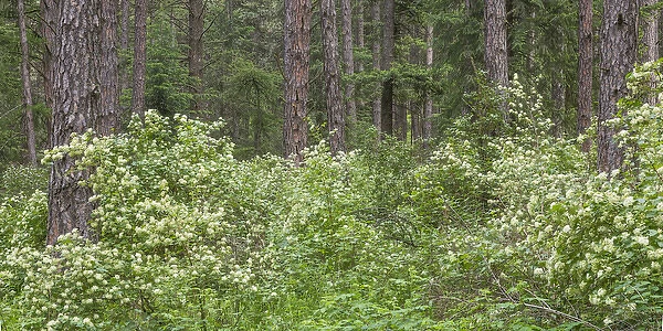 USA, Washington, Palouse Hills, Kamiak Butte. Forest with flowering ninebark shrubs