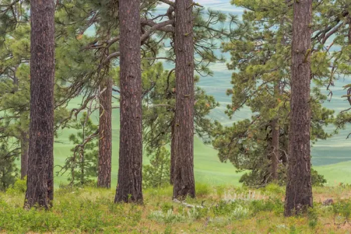 Framed Print : USA, Washington, Palouse Hills. Pine forest scenic Framed Print : USA, Washington, Palouse Hills. Pine forest scenic