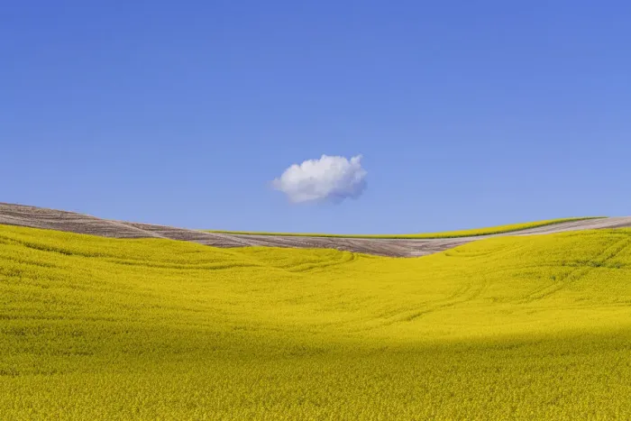 Framed Print : USA, Washington, Palouse. Ripe canola crop and cloud