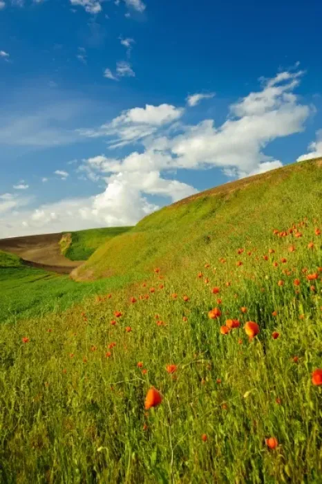 Framed Print : USA, Washington, Palouse. Wheat field in Washingtons rich Palouse farmland Framed Print : USA, Washington, Palouse. Wheat field in Washingtons rich Palouse farmland