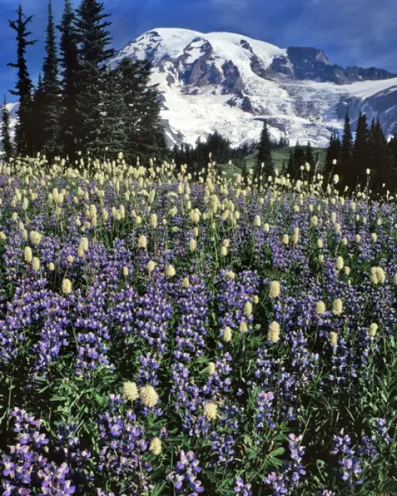 Framed Print : USA, Washington, Paradise Park. Field of lupine and bistort Framed Print : USA, Washington, Paradise Park. Field of lupine and bistort