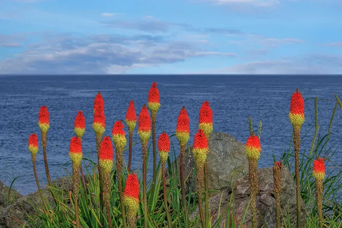 Framed Print : USA, Washington, Point No Point County Park. Red hot pokers plants and ocean Framed Print : USA, Washington, Point No Point County Park. Red hot pokers plants and ocean
