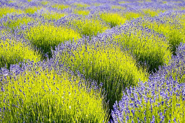 USA, Washington, Port Angeles, Lavender Field