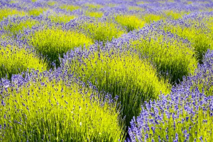 Framed Print : USA, Washington, Port Angeles, Lavender Field Framed Print : USA, Washington, Port Angeles, Lavender Field