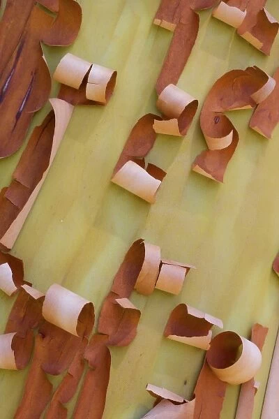 USA, Washington, Port Townsend. Pacific madrone bark detail. Credit as: Gilles Delisle  /  Jaynes Gallery  /  DanitaDelimont. com