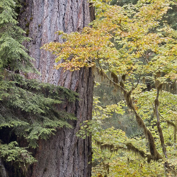 USA, Washington, Quinault. Forest scenic. Credit as: Don Paulson  /  Jaynes Gallery  /  DanitaDelimont