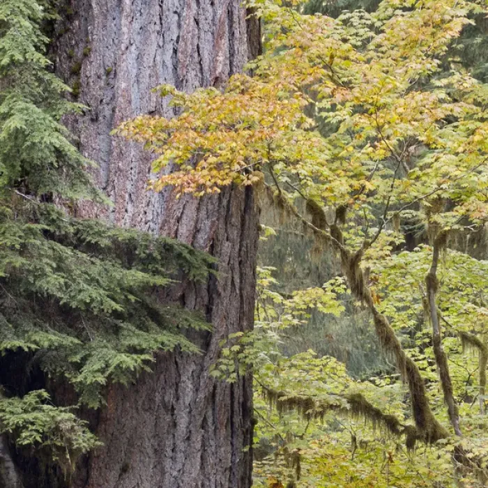 Framed Print : USA, Washington, Quinault. Forest scenic. Credit as: Don Paulson / Jaynes Gallery / DanitaDelimont Framed Print : USA, Washington, Quinault. Forest scenic. Credit as: Don Paulson / Jaynes Gallery / DanitaDelimont