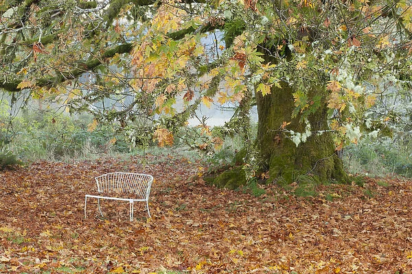 USA, Washington, Quinault. Metal bench under maple tree