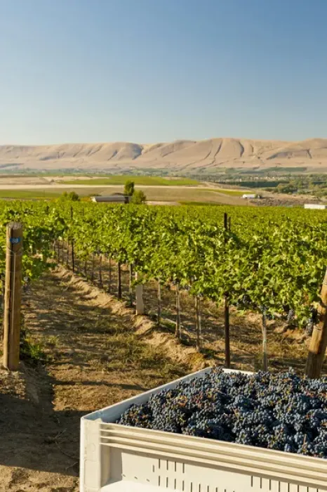 Framed Print : USA, Washington, Red Mountain. A bin of Cabernet Sauvignon grapes from Shaw Vineyard