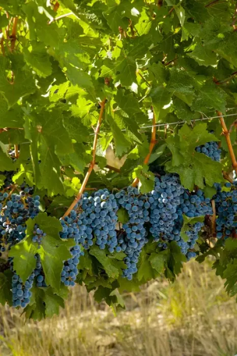 Framed Print : USA, Washington; Red Mountain. Cabernet Sauvignon grapes near harvest at Col Solare Framed Print : USA, Washington; Red Mountain. Cabernet Sauvignon grapes near harvest at Col Solare