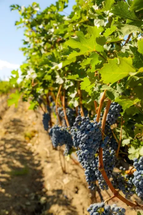 Framed Print : USA, Washington, Red Mountain. Corvus Vineyard near harvest
