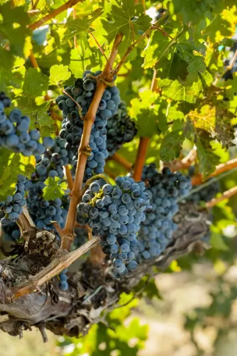 Framed Print : USA, Washington, Red Mountain. Merlot grapes in Red Mountain vineyard