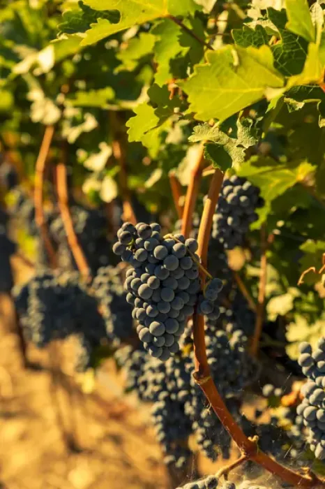Framed Print : USA, Washington, Red Mountain. Petit syrah from Corvus Vineyard