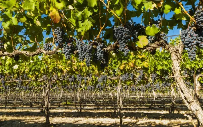 Framed Print : USA, Washington, Red Mountain. Petit verdot block at Cara Mia Vineyard on Red Mountain Framed Print : USA, Washington, Red Mountain. Petit verdot block at Cara Mia Vineyard on Red Mountain