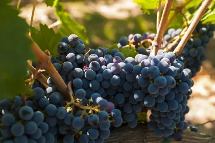 Framed Print : USA, Washington, Red Mountain. Petit Verdot grapes from Corvus Cellars estate vineyard