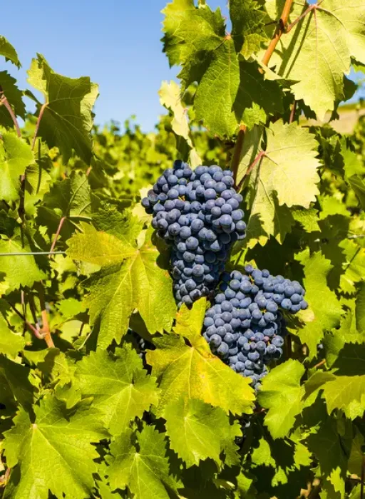 Framed Print : USA, Washington, Red Mountain. Syrah grapes from the Force Majeure estate vineyard Framed Print : USA, Washington, Red Mountain. Syrah grapes from the Force Majeure estate vineyard
