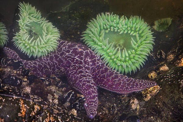 USA, Washington, Rialto Beach. Close-up of giant green anemones and purple starfish