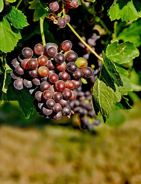 USA, Washington, Richland. Goose Ridge Vineyards and Estate Winery is among Washington s
