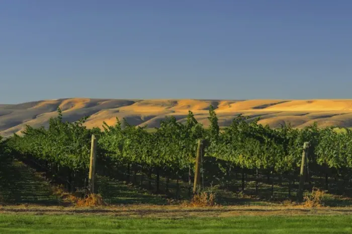 Framed Print : USA, Washington, Richland. Goose Ridge Vineyards and Estate Winery is among Washington s