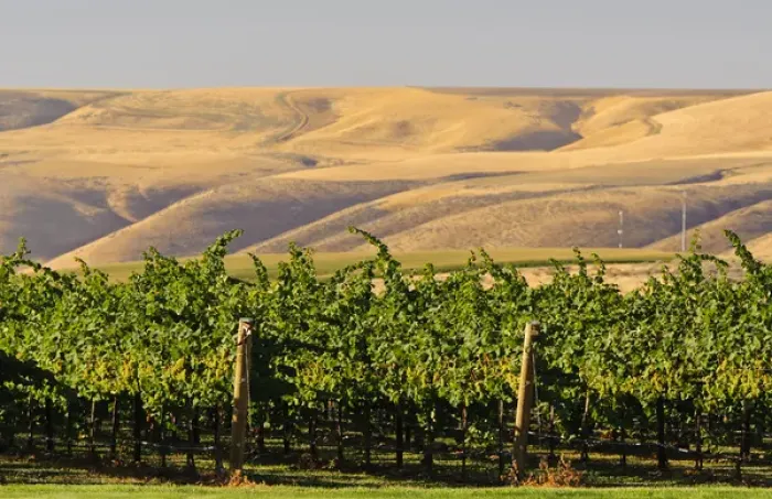 Framed Print : USA, Washington, Richland. Goose Ridge Vineyards and Estate Winery is among Washington s Framed Print : USA, Washington, Richland. Goose Ridge Vineyards and Estate Winery is among Washington s