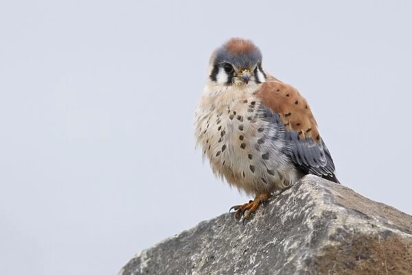 USA, Washington, Ridgefield National Wildlife Refuge. Male American Kestrel (Falco