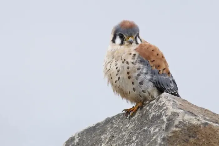 Framed Print : USA, Washington, Ridgefield National Wildlife Refuge. Male American Kestrel (Falco Framed Print : USA, Washington, Ridgefield National Wildlife Refuge. Male American Kestrel (Falco