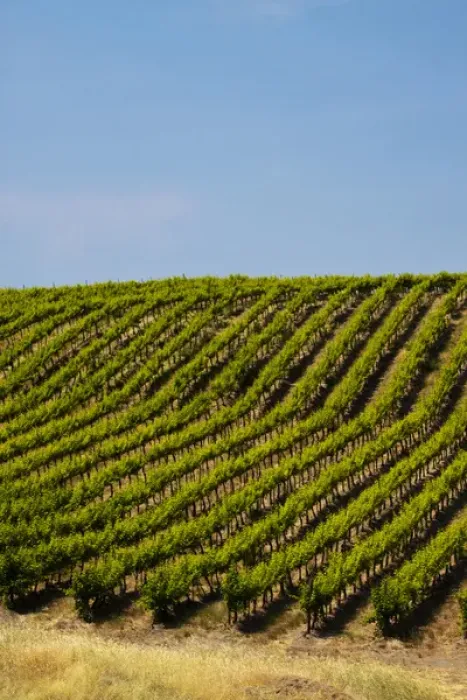Framed Print : USA, Washington, Rolling Vineyards In The Yakima County
