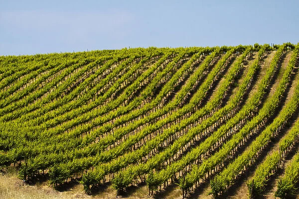 USA, Washington, Rolling Vineyards In The Yakima County
