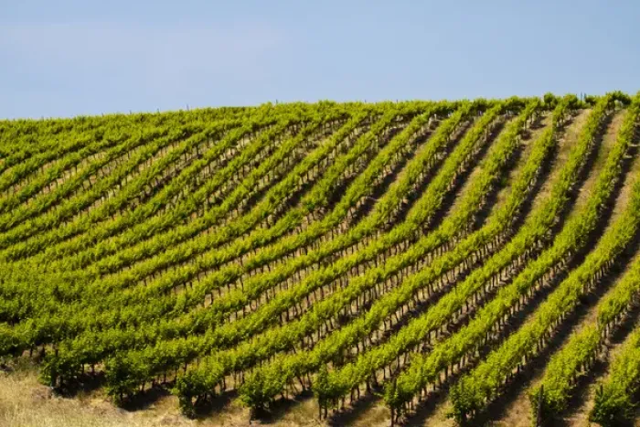 Framed Print : USA, Washington, Rolling Vineyards In The Yakima County Framed Print : USA, Washington, Rolling Vineyards In The Yakima County