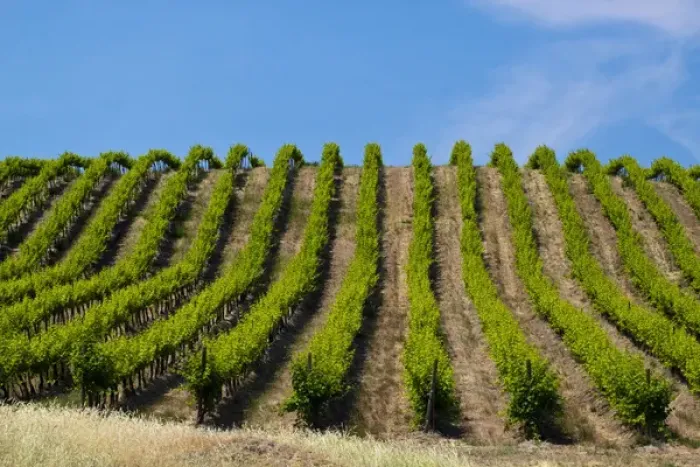 Framed Print : USA, Washington, Rolling Vineyards In The Yakima County