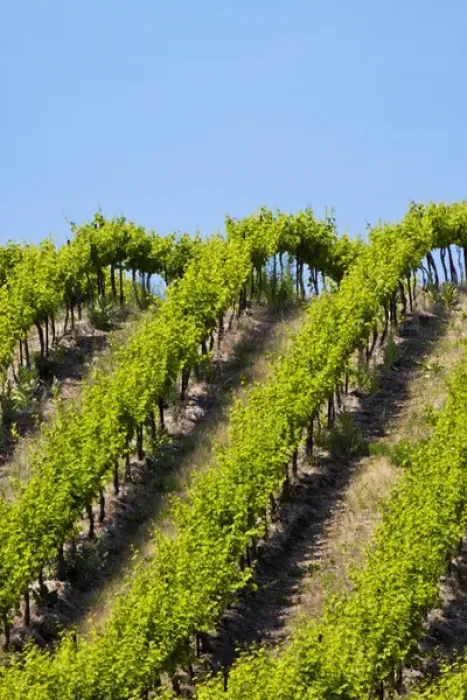 Framed Print : USA, Washington, Rolling Vineyards In The Yakima County