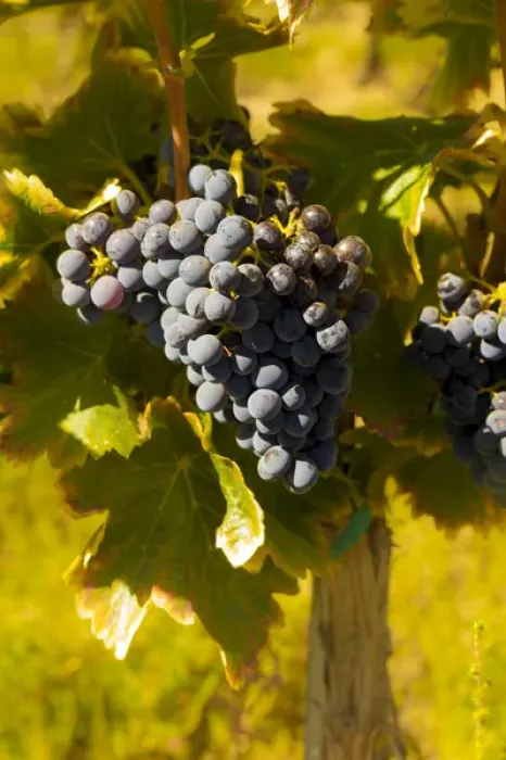 Framed Print : USA, Washington, Royal City. Grenache grapes in the Lawrence Vineyards on the Royal Framed Print : USA, Washington, Royal City. Grenache grapes in the Lawrence Vineyards on the Royal