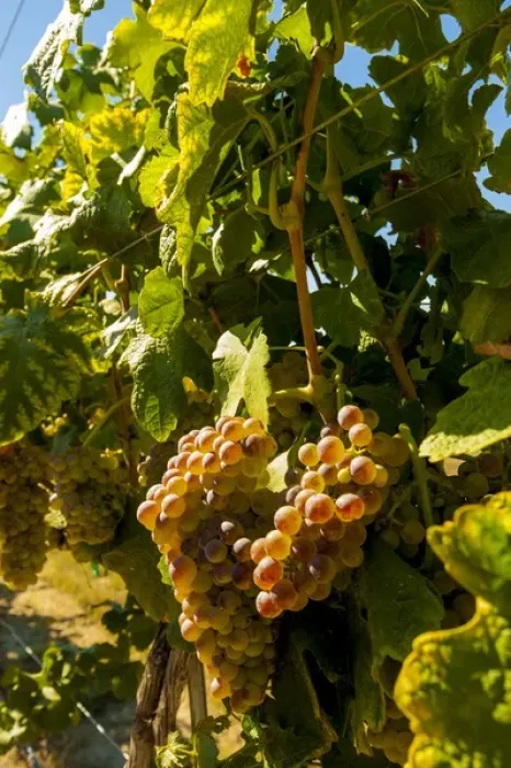 Framed Print : USA, Washington, Royal City. Roussanne grapes in the Lawrence Vineyards on the Royal Framed Print : USA, Washington, Royal City. Roussanne grapes in the Lawrence Vineyards on the Royal