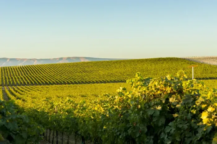 Framed Print : USA, Washington, Royal Slope. The Stillwater Creek Vineyard in Washingtons Columbia